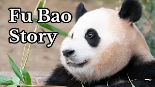 Story of Fu Bao Leaving Behind Her New Born Twin Sisters | AiBao and FuBao Panda Story