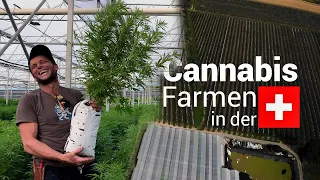 60km Cannabis - 1 Tag mit dem Chef einer riesigen CBD-Farm