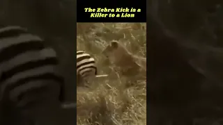 How The Zebra Kick is a Killer to a Lion