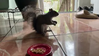 БЕЛКА МАРСИ ПРИШЕЛ НА ЗАВТРАК🐿️SQUIRREL MARCY CAME FOR BREAKFAST