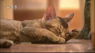 JOAK-DTV NHK総合・東京「インターミッション」調整猫(眠り猫)　2023/06/04