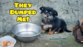 Tiny Stray Puppy Shivering and Crying in Cold Until Someone Heard Him