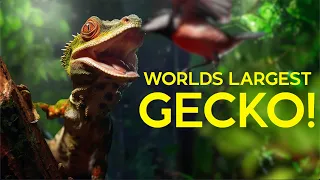 WORLDS LARGEST GECKO DISCOVERED!