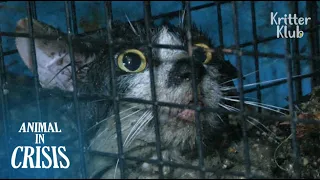 Cat Trapped In A Sewer For 70 Days Is Almost Drowned From Heavy Rain | Animal in Crisis EP79