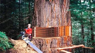 Incredible Cutting Down Huge Tree with Chainsaw Skill, Dangerous Big Felling Tree Methods