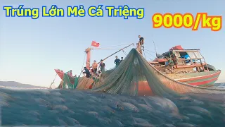 Lưới rút đêm mùng tủ quảch tĩnh chủ nhân mẽ cá chim vàng 600tr - Dân Biển