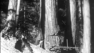 Redwood Saga (1940)