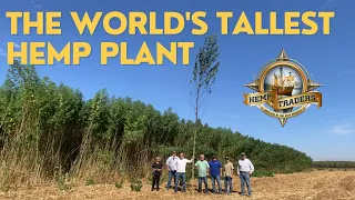 The World's Tallest Hemp Plant