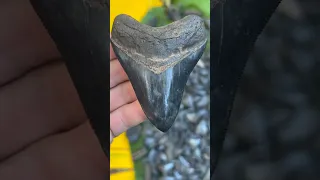 The Megalodon Shark lost thousands of teeth!