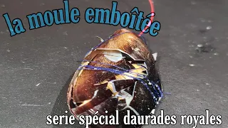 LA MOULE EMBOÎTÉE serie spécial daurades royales numéro 2