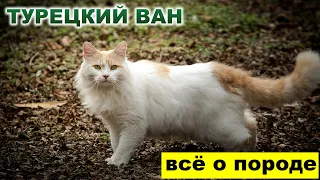 Турецкий ван. Всё о породе - Плюсы и минусы