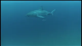 Great White Shark, Cape Fear, North Carolina, May 2020