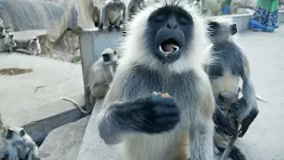 Funny Monkeys.Indian Langur snatching and eating food.Hanuman Bandar.Macaque.Monkey