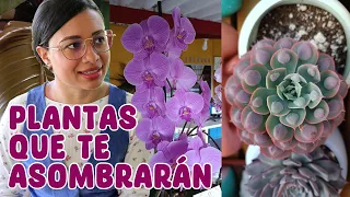 10 plantas que parecen difíciles pero en verdad no lo son │Candy Bu