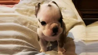 A Tiny Bulldog Who Won't Stop Complaining After Got Rescued