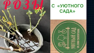 РАСПАКОВКА САЖЕНЦЕВ РОЗ С «УЮТНОГО САДА»Наконец-то получила желанную розу!!!)👏