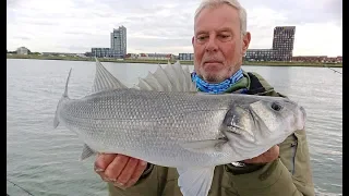 Zicht op zeebaars 385