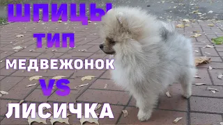 Мишка или Лисичка ?  | Определяем тип щенка шпица