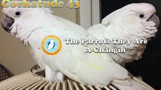 The Parrots They Are A-Changin' | Ep.43: Bird Behavior Change | Cockatude: Cockatoos with attitude