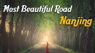 Most Beautiful Road in the World | Sycamore Trees Tunnel | Wutong Avenue Nanjing China #Shorts