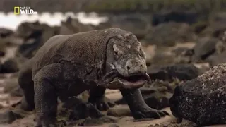 Komodo dragon hunt buffalo