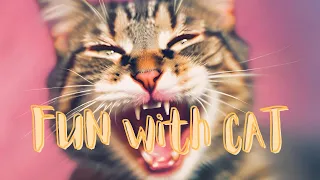 One Hour The Ultimate Hilarious Cat Compilation 2024 #curiouscats #funnycats #catvideos