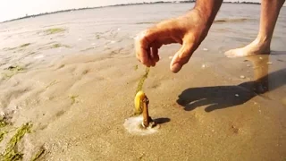 Fui colocar sal na areia da praia, e olha no que deu!!