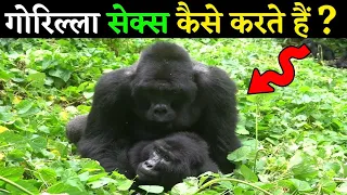 Amazing Facts About Gorilla in Hindi Urdu | Mountain Gorilla Documentary | Wonderful Dunya