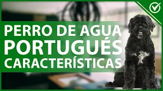 🐕 Perro de Agua Portugués | Precio, Características y Cuidados Especiales 🌊🐕