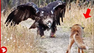 Look What Happens When these Animals Messed with the Wrong Opponents