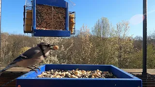 Beautiful blue jay putting in work for the peanuts.