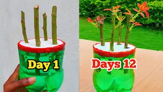 Grow Rose From Cutting In Water | How to Grow Roses From Cutting Without Soil