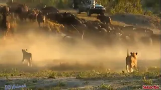 Unbelievable! 1 Wildebeest against 3 Cheetah - Mother Buffalo knock out the Lion to save her baby