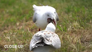 Young gull begs for food. かもめ Parent bird regurgitates food.