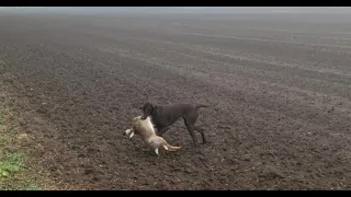 Охота на зайца. Собака творит чудеса. Я такого ни когда не видел.