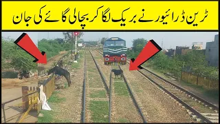 Live Loco pilot stopped the train and save life of big cow standing inside railway track #live #cow