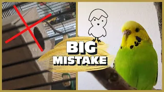 Budgie Breeding: Don't Make This Mistake I Did!