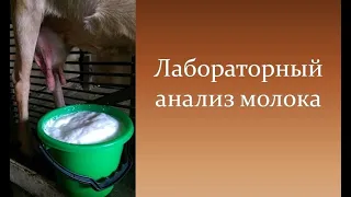 Правильно сдаём молоко для анализа