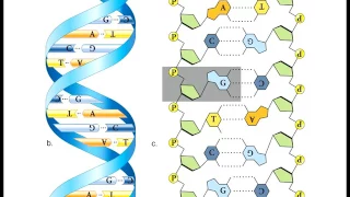 Biology 1010 Lecture 10 DNA Transcription Translation