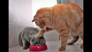 FUNNY CATS - Cats Being Jerks Compilation