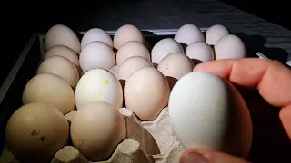 что же это за яйцо? будут ли птенцы?
