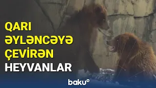 Qarda əylənən heyvanların sevinci | Çikaqo zooparkından görüntülər