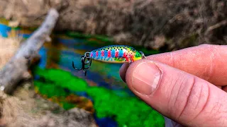 It's ILLEGAL to Keep this Rare TROPHY Fish!!! (Tiny Creek Monster!)