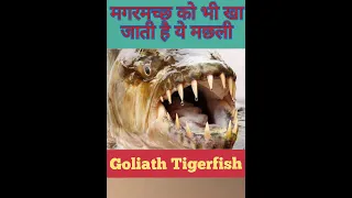 मगरमच्छ को भी खा जाती है ये मछली | Goliath tigerfish |goliath tiger fish