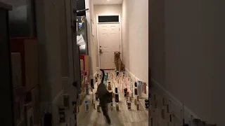 Cat Vs Dog Obstacle Course!