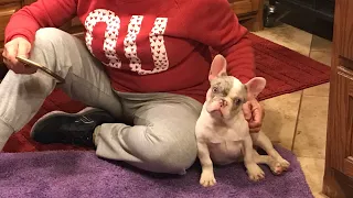 Lilac & tan Merle pied frenchie puppy