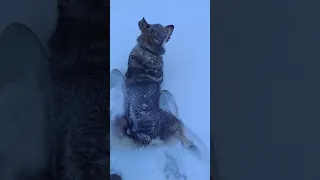 Глубокий февраль, преодоление снега