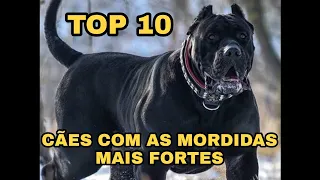 🔥TOP 10 CÃES COM AS MORDIDAS MAIS FORTES DO MUNDO