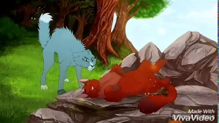 WARRIOR CATS - Bluestar and Oakheart - What about us (Nightcore)