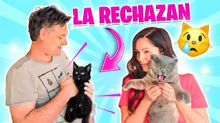 ASÍ REACCIONAN AL GATITO BEBÉ LOS GATOS VIEJOS 😱 Sandra Cires Art